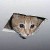 Ceiling Cat's Blog